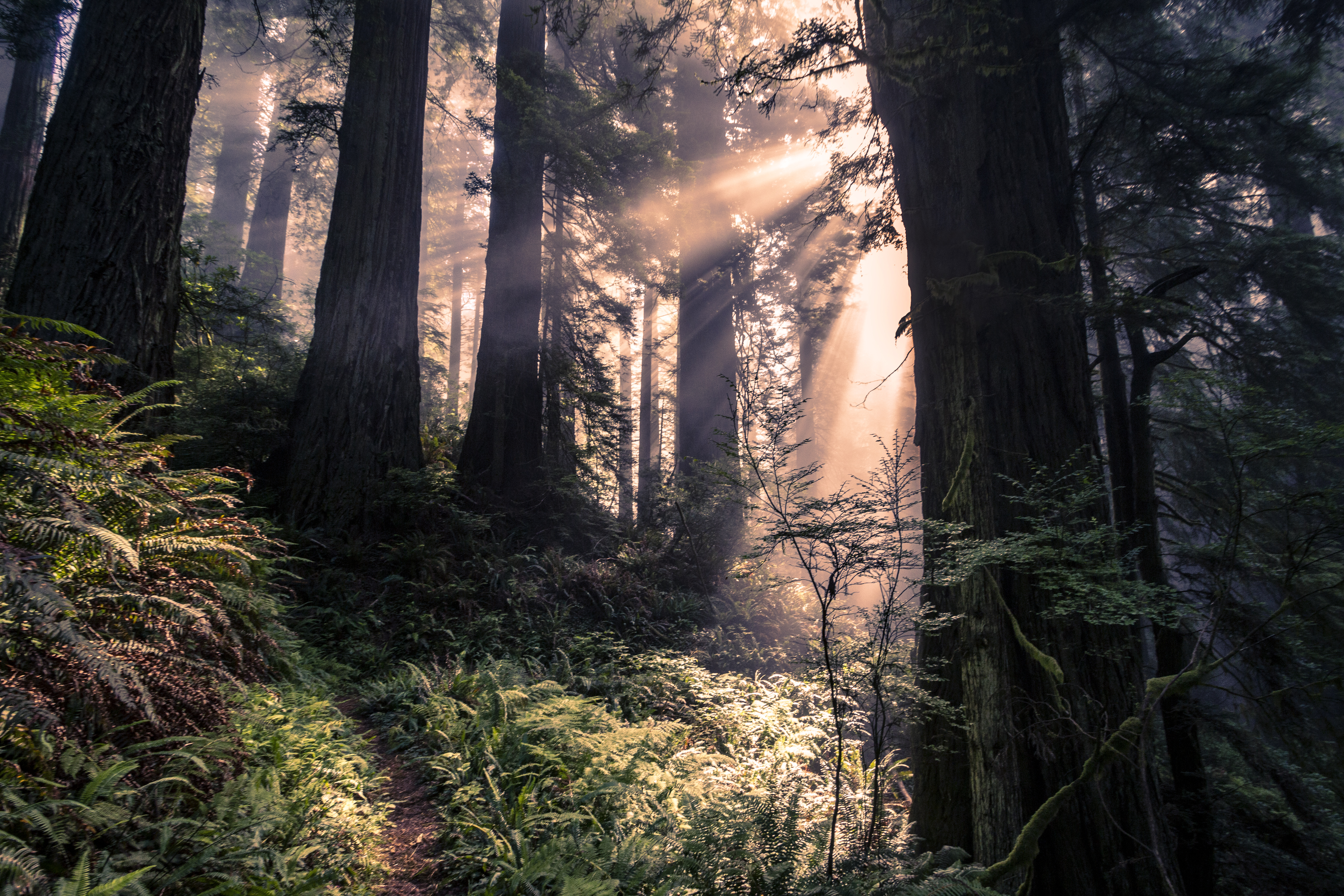 Redwood Forest Sunrays