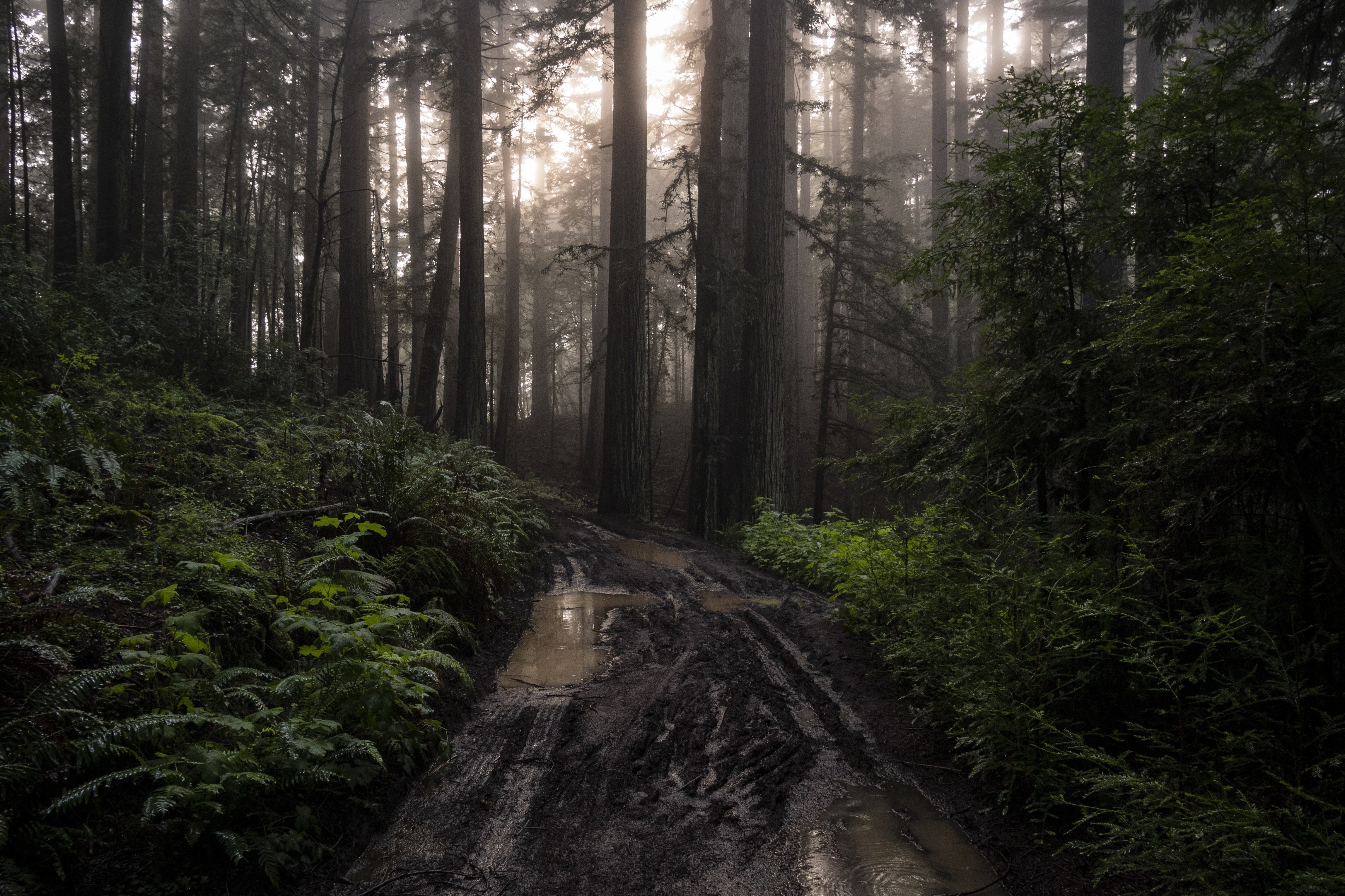 Foggy Forest Road